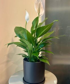 ספטיפיליום ע.18 בכלי שחור