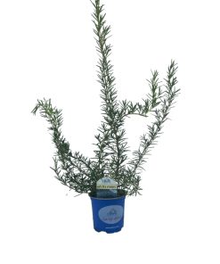 ברביקיו בלו לגון