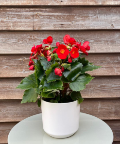 ביגוניה ורד