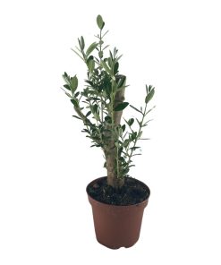 בונסאי זית ע.15