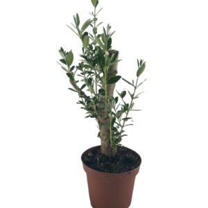 בונסאי זית ע.15