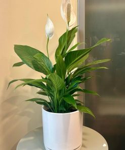 ספטיפליום ע.18 בכלי לבן