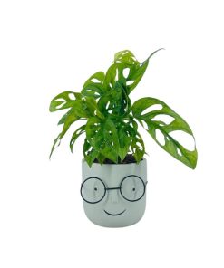 שמוליק בתספורת מונסטרה מאנקי