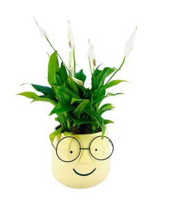 שמוליק בתספורת ספטיפיליום