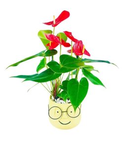 שמוליק בתספורת אנטוריום