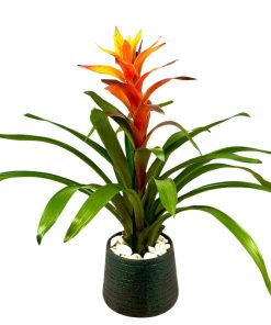 גוזמניה קסומה בעציץ