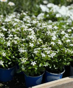 וינקה ביוטי