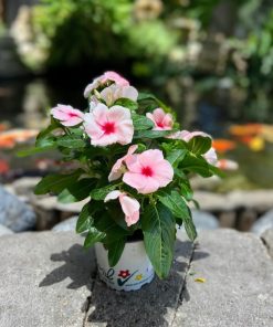 וינקה בקערה