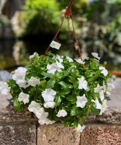 וינקה בקערה