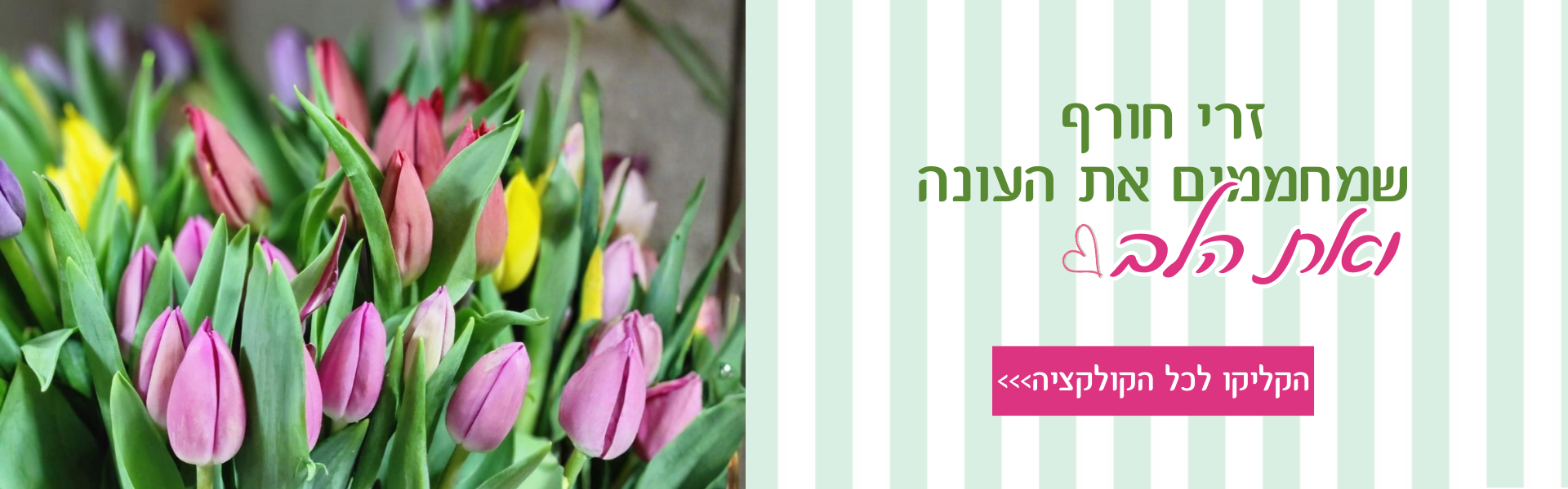 זרי חורף 2025