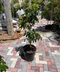 ליצי 25 ליטר