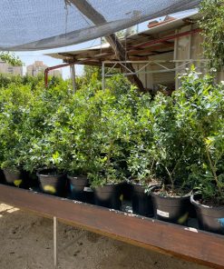 Alternative view of אוכמניות