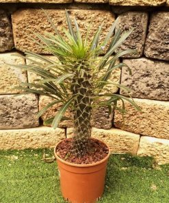 פוכיפודיום ע.18