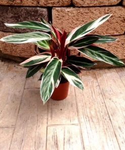 קלתאה טריו סטאר