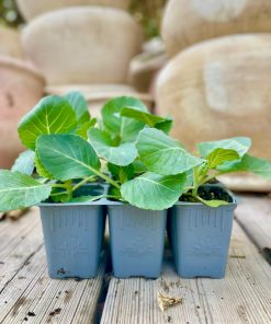 כרוב לבן בשישייה