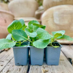 כרוב לבן בשישייה