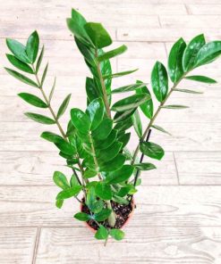 Alternative view of זמיה קוקוס