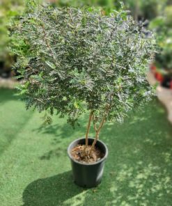 פלפלון סיני