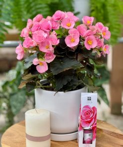 מארז פריחה של הערכה