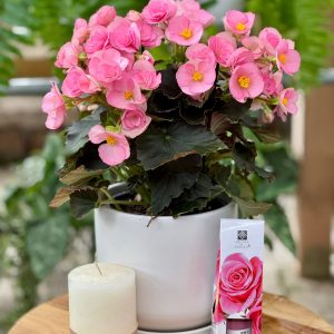 מארז פריחה של הערכה