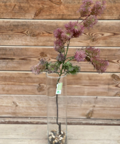 ענף עשב יער סיתנטי