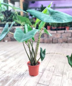 אלוקסיה זברינה ע.24