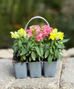 לוע הארי בשישייה