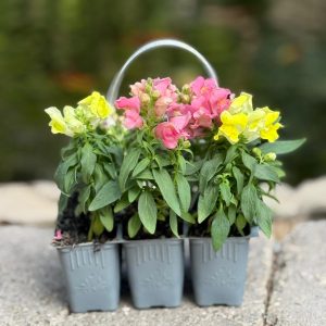 לוע הארי בשישייה