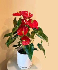 אנטוריום בע.18