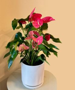 אנטוריום ורוד בע.18