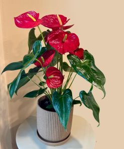 אנטוריום בכלי בז'