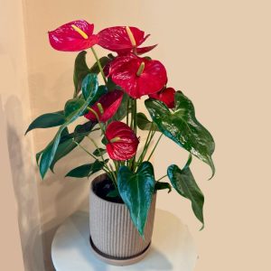 אנטוריום בכלי בז'