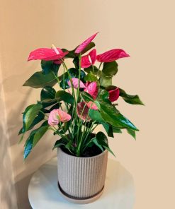 אנטוריום ורוד בכלי בז