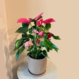 אנטוריום ורוד בכלי בז