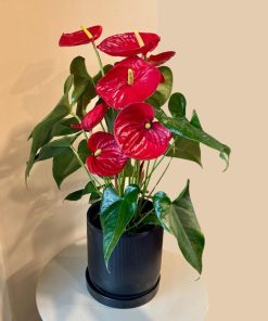 אנטוריום בעציץ שחור