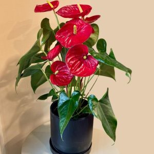 אנטוריום בעציץ שחור