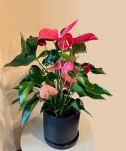 אנטוריום ורוד בכלי שחור