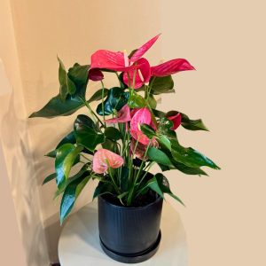 אנטוריום ורוד בכלי שחור