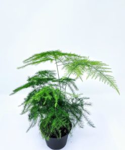 אספרג מנוצה ע.9