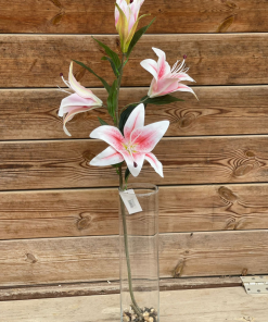 ליליום סטאר גייזר סינתטי