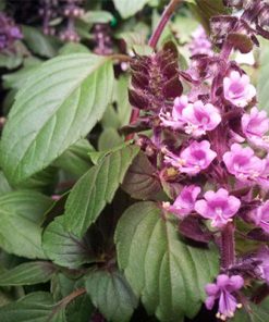 בזיל מג`יק מאונטיין