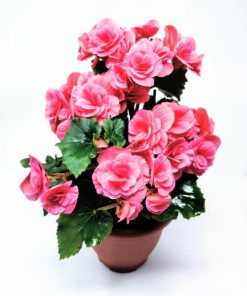 Alternative view of ביגוניה ורד ע.15