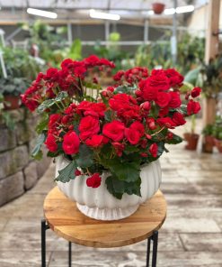 בגוניה בקערה חגיגית