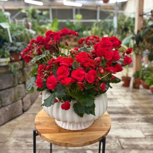 בגוניה בקערה חגיגית