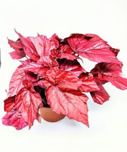 Alternative view of בגוניה עלים רקס