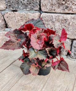 בגוניה מידנייט מג'יק