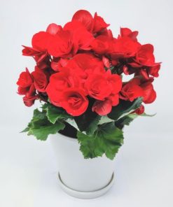 ביגוניה ורד אדום