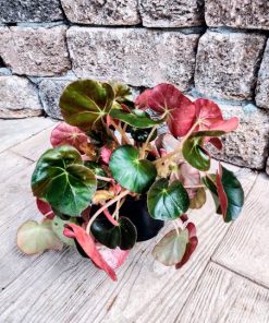 בגוניה בשרנית (תריסנית)