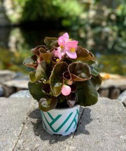 ביגוניה ורודה