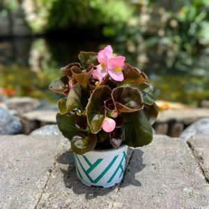 ביגוניה ורודה